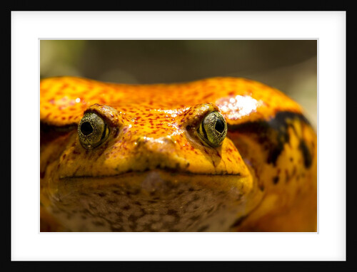 Madagascar Tomato Frog, Madagascar by Anonymous
