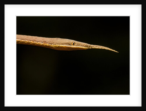 Madagascar Leaf-Nosed Snake, Madagascar by Anonymous