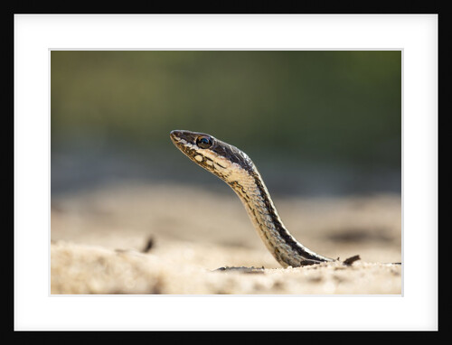 Grass Snake, Madagascar by Anonymous