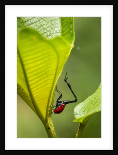 Giraffe Weevil, Madagascar by Anonymous