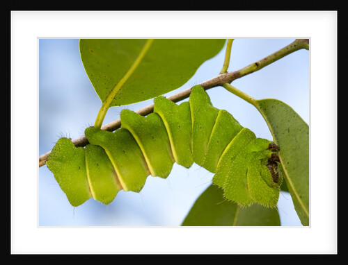 Caterpillar of Madagascan Moon Moth, Madagascar by Anonymous