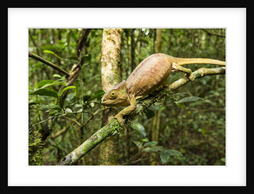 Parson's Chameleon, Andasibe-Mantadia National Park, Madagascar by Anonymous