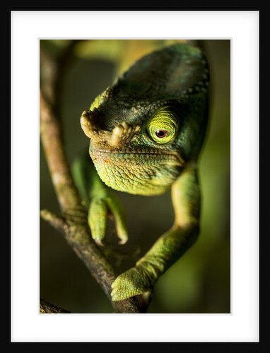 Parson's Chameleon, Andasibe-Mantadia National Park, Madagascar by Anonymous