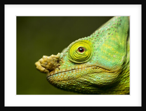 Parson's Chameleon, Andasibe-Mantadia National Park, Madagascar by Anonymous