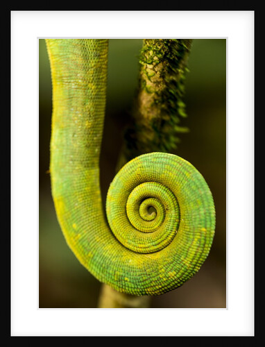 Parsons Chameleon Tail, Andasibe-Mantadia National Park, Madagascar by Anonymous
