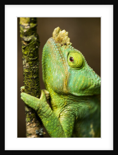 Parsons Chameleon, Andasibe-Mantadia National Park, Madagascar by Anonymous
