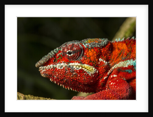 Panther Chameleon, Madagasdar by Anonymous