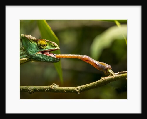 Parsons Chameleon, Madagascar by Anonymous