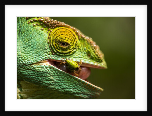 Parsons Chameleon Eats Grasshopper, Madagascar by Anonymous