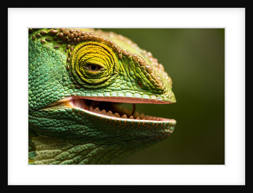 Parsons Chameleon Eating, Madagascar by Anonymous