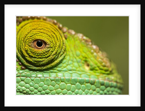 Parsons Chameleon, Madagascar by Anonymous