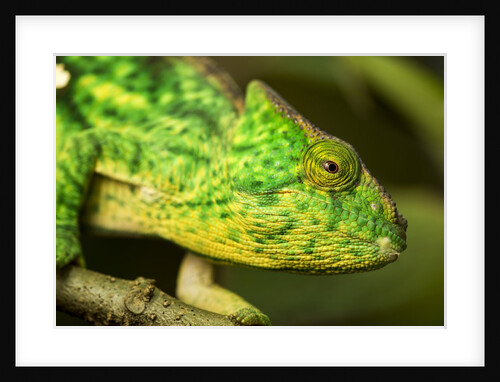 Parsons Chameleon, Madagascar by Anonymous