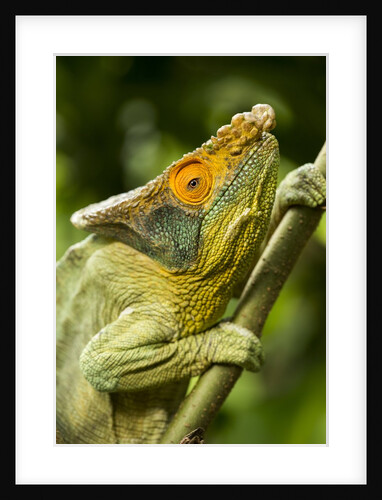 Parsons Chameleon, Madagascar by Anonymous