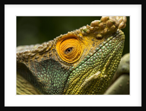 Parsons Chameleon, Madagascar by Anonymous
