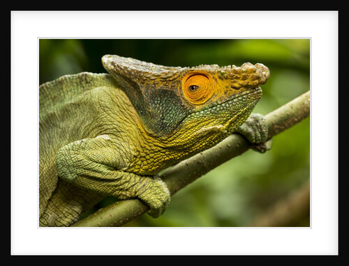 Parsons Chameleon, Madagascar by Anonymous