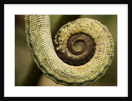 Parsons Chameleon Tail, Madagascar by Anonymous