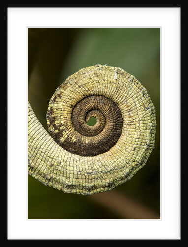 Parsons Chameleon Tail, Madagascar by Anonymous