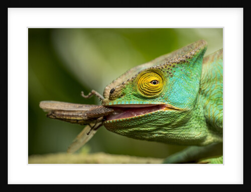 Parsons Chameleon Eating Grasshopper, Madagascar by Anonymous