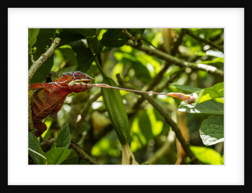 Panther Chameleon, Madagasdar by Anonymous