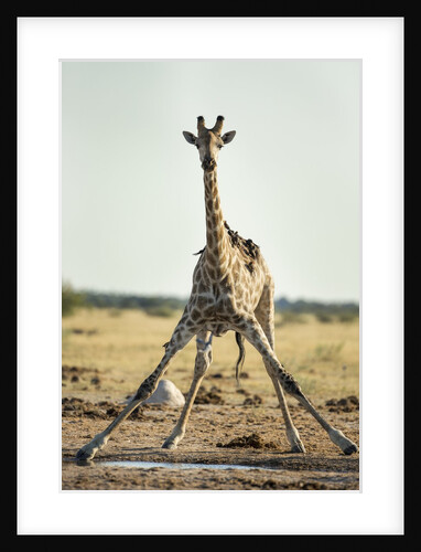 Drinking Giraffe, Nxai Pan National Park, Botswana by Anonymous