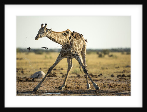 Drinking Giraffe, Nxai Pan National Park, Botswana by Anonymous