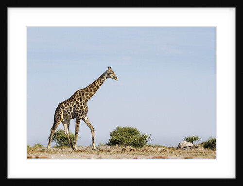 Giraffe, Nxai Pan National Park, Botswana by Anonymous