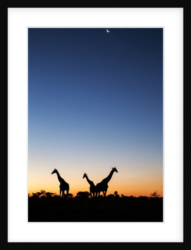 Giraffe, Makgadikgadi Pans National Park, Botswana by Anonymous