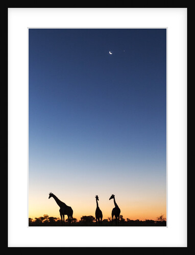 Giraffe, Makgadikgadi Pans National Park, Botswana by Anonymous