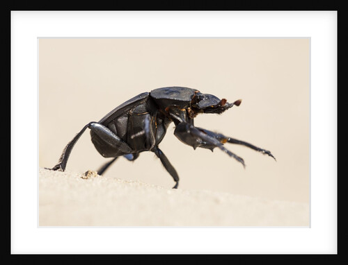 Dung Beetle, Nxai Pan National Park, Botswana by Anonymous