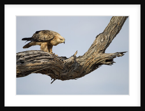 Tawny Eagle, Chobe National Park, Botswana by Anonymous