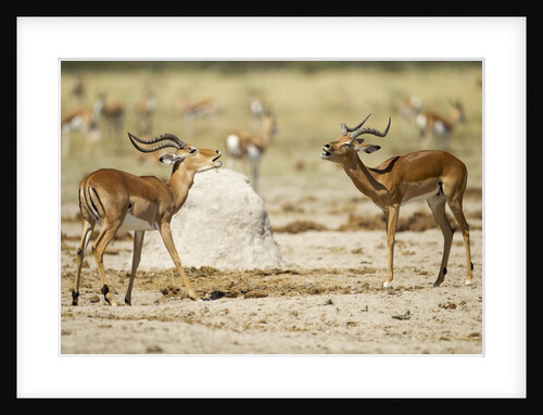 Impala, Nxai Pan National Park, Botswana by Anonymous