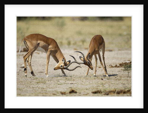Impala, Nxai Pan National Park, Botswana by Anonymous
