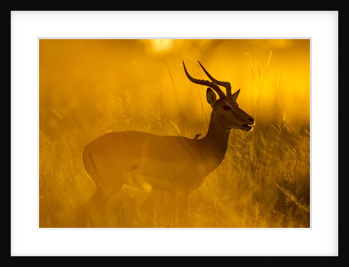 Impala, Moremi Game Reserve, Botswana by Anonymous