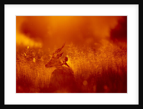 Impala, Moremi Game Reserve, Botswana by Anonymous