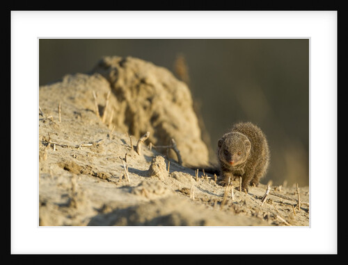 Dwarf Mongoose. Chobe National Park, Botswana by Anonymous