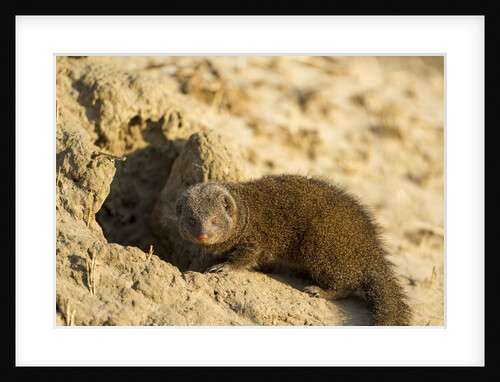 Dwarf Mongoose. Chobe National Park, Botswana by Anonymous
