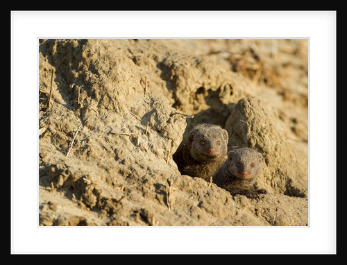 Dwarf Mongoose. Chobe National Park, Botswana by Anonymous