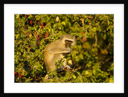 Vervet Monkey, Makgadikgadi Pans National Park, Botswana by Anonymous