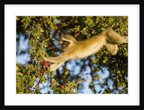 Vervet Monkey, Makgadikgadi Pans National Park, Botswana by Anonymous