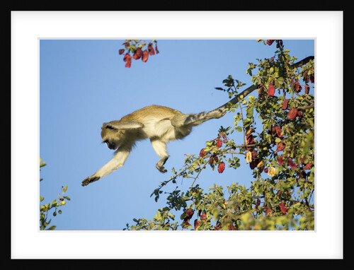 Vervet Monkey, Makgadikgadi Pans National Park, Botswana by Anonymous