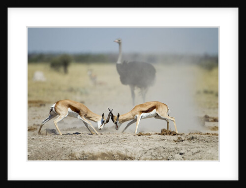 Sparring Impala, Nxai Pan National Park, Botswana by Anonymous