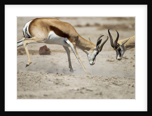 Sparring Impala, Nxai Pan National Park, Botswana by Anonymous