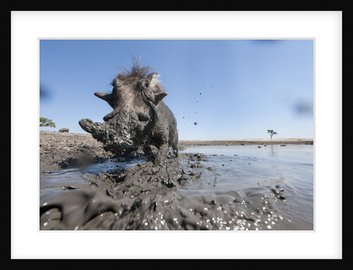 Warthog in Mud Hole, Chobe National Park, Botswana by Anonymous