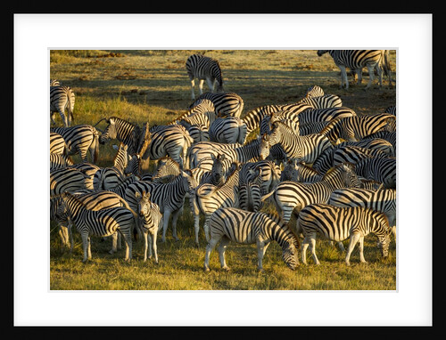 Plains Zebra, Makgadikgadi Pans National Park, Botswana by Anonymous