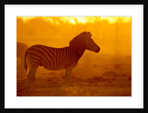 Plains Zebra, Makgadikgadi Pans National Park, Botswana by Anonymous