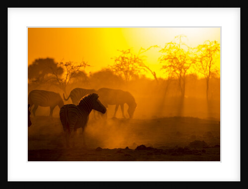 Plains Zebra, Makgadikgadi Pans National Park, Botswana by Anonymous