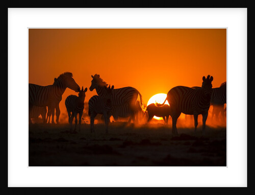 Plains Zebra, Makgadikgadi Pans National Park, Botswana by Anonymous