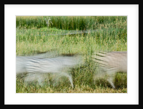 Blurred Plains Zebra, Makgadikgadi Pans National Park, Botswana by Anonymous