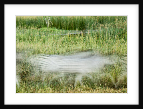 Blurred Plains Zebra, Makgadikgadi Pans National Park, Botswana by Anonymous