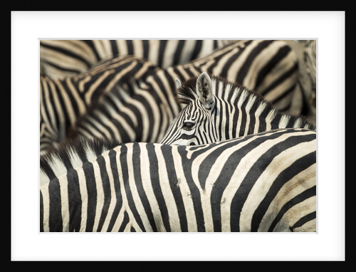Plains Zebra, Chobe National Park, Botswana by Anonymous